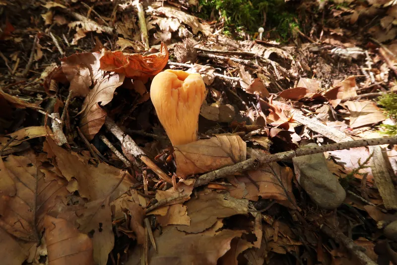 Clavariadelphus truncatus 1 - IMG_0282